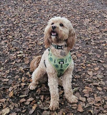 Olive tall 1 e1770140510952