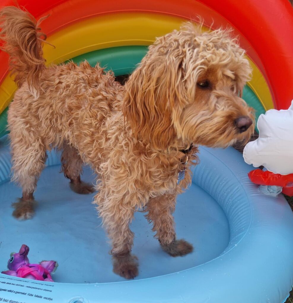 Olive in paddling pooljpg